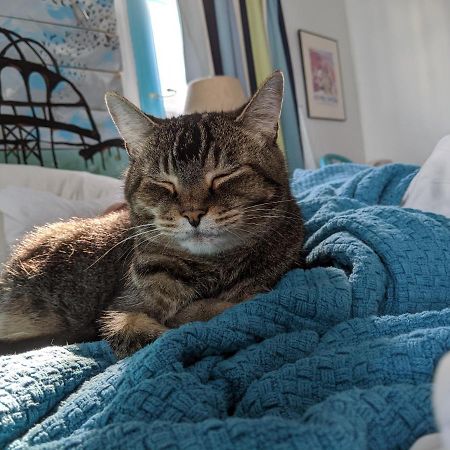 לינה וארוחת בוקר בראטלבורו The One Cat מראה חיצוני תמונה