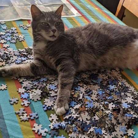 לינה וארוחת בוקר בראטלבורו The One Cat מראה חיצוני תמונה