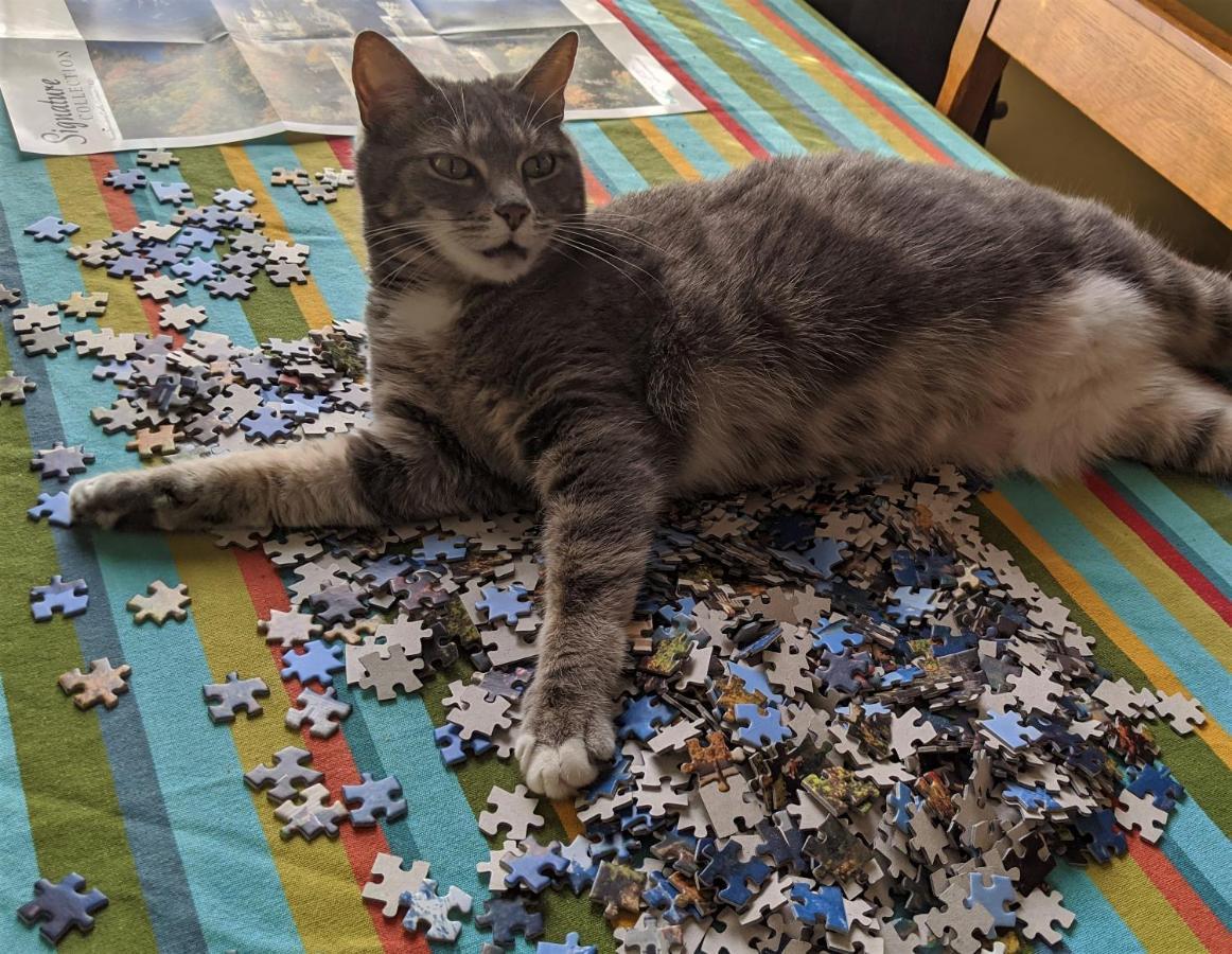 לינה וארוחת בוקר בראטלבורו The One Cat מראה חיצוני תמונה
