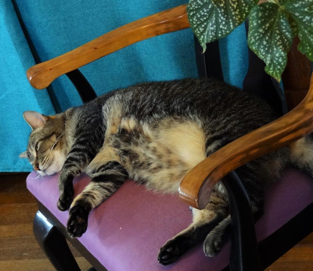 לינה וארוחת בוקר בראטלבורו The One Cat מראה חיצוני תמונה